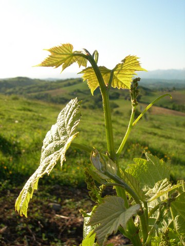 vigne, printemps, jurançon, manseng,