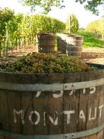 vendanges, jurançon, octobre, novembre, producteur, raisin blanc, 