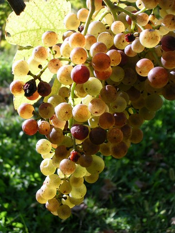 jurançon, liquoreux, pourriture noble, passerillage, surmaturité, raisin désséché, concentration,