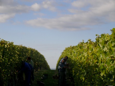 vin blanc, moelleux, liquoreux, octobre, novembre, vendanges manuelles, passerillage, tries successives