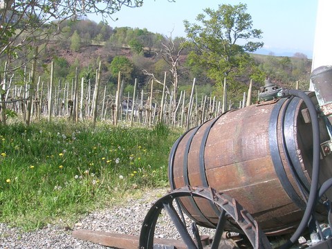 tonneau, vignes, 