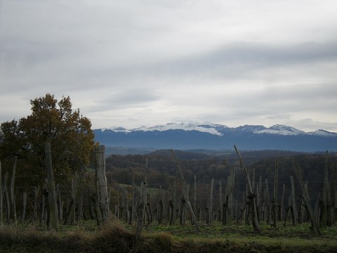 vignes, jurançon, hiver, chaine des Pyrénées, neige,montaut